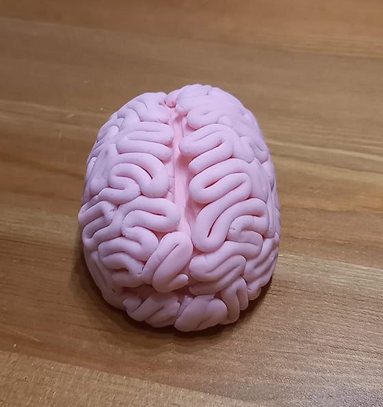 modeler un cerveau - filaments posés
