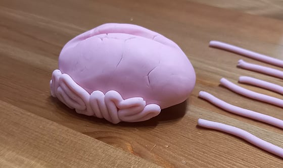 modeler un cerveau - pose filament