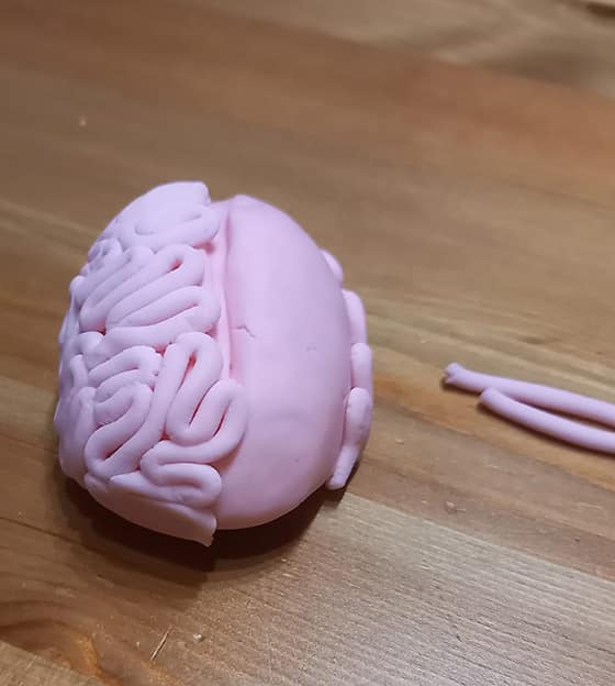 modeler un cerveau - autre côté