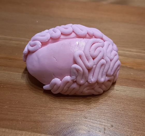 modeler un cerveau - ça se finalise
