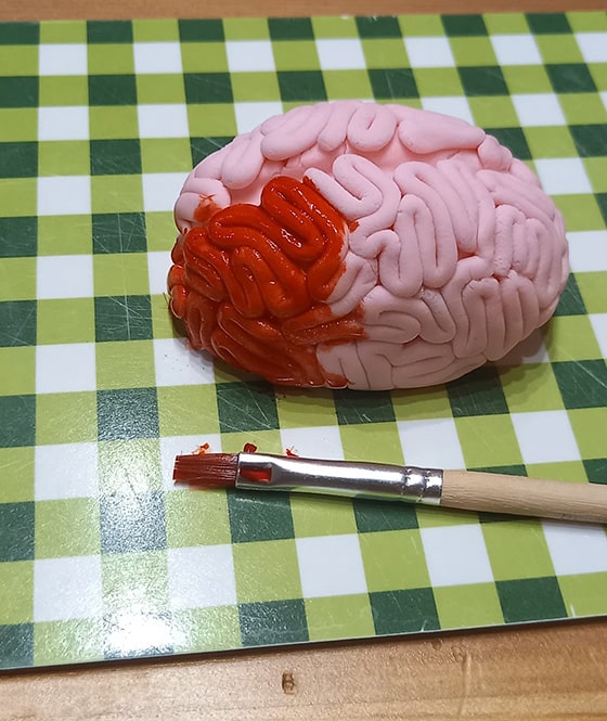 modeler un cerveau - coloration